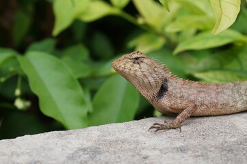 izard