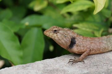 izard
