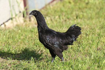 Ayam Cemani