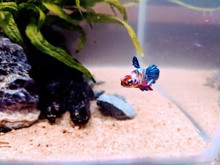 Koi female betta in aquarium 