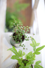 DIYの木の棚とインドアグリーンのイメージ写真