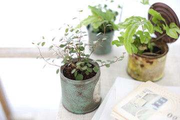 DIYの木の棚とインドアグリーンのイメージ写真