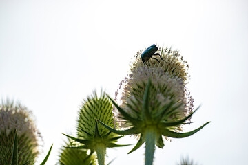 close up of a cactus and bug nacka, sweden, stockholm, sverige