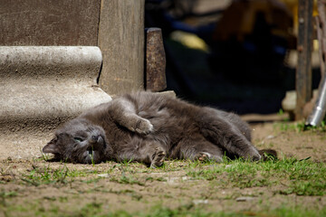 gray cat playing in the yard on a summer day