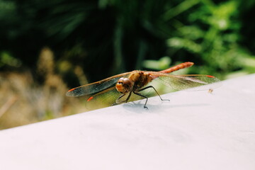 Naklejka premium Dragonfly on a wall.