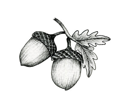 acorns on a branch isolated on white, black and white ink drawing of autumn acorns and oak leaves, vintage autumnal line art illustration, botanical black sketch