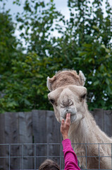 Camel licking of the palm of a woman who was feeding it in a small zoo in Upstate NY