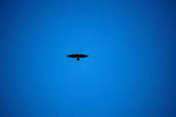 a black bird with outstretched wings flies in the blue sky