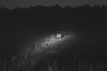 on a foggy night deer graze in the meadow and eat grass © Rolands