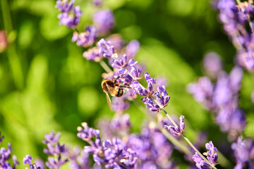 gardening, botany and flora concept - bee pollinating beautiful lavender flowers blooming in summer garden