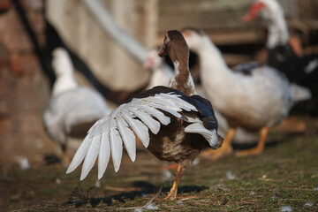 the duck stands at the barn in a herd of ducks and flies its wings while standing on one leg
