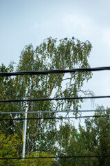 trees, wire and sky, Nacka, Stockholm, Sverige, Sweden