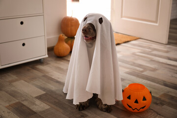 Adorable English Cocker Spaniel dressed as ghost with Halloween trick or treat bucket at home
