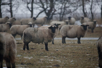 the sheep stand in the pasture and look at me in fear