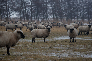 the sheep stand in the pasture and look at me in fear