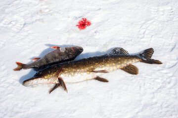 the fish was caught and put on ice in winter