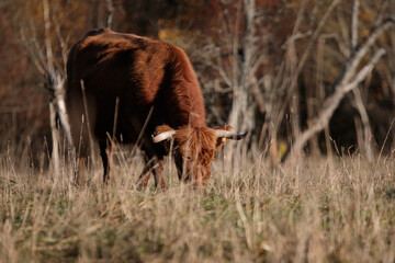 red bull with big horns in the autumn meadow eats dry grass