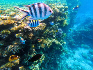 Underwater colorful tropical fishes at coral reef at Red Sea. Blue water in Ras Muhammad National Park in Sinai, Egypt