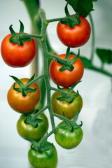 set of tomatoes, Nacka, Stockholm, Sverige, Sweden