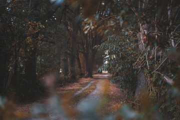Park path with fallen yellow leaves and trees turning to autumn colors