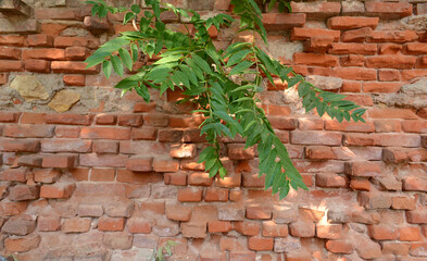 old red brick wall with protruding bricks and green tree branch