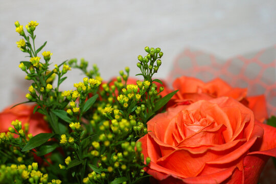 A bouquet of red roses on a gray background with a Bush of greenery.