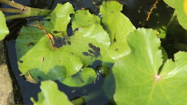Tadpoles basking in the sun on the leaves of marsh marigolds in a water