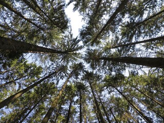 Fototapeta premium A view straight up from the ground to the treetops in the forest. Low angle shot. Tree crowns and blue sky. Beautiful symmetry in forest.