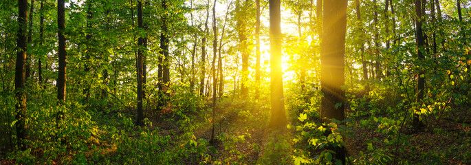 Panorama of forest landscape with bright morning sun shining through trees and green leaves