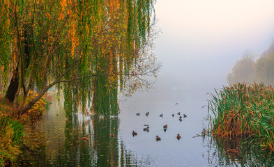 Obrazy na Szkle  Mgła opadła nad jezioro. Kaczki pływają. Wzdłuż brzegów rosną trzciny.