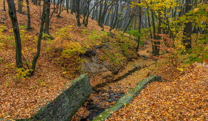 A forest stream meandering like a snake flows along the bottom of the ravine, covered with autumn leaves!