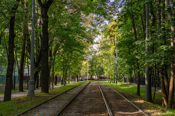 tram tracks in the forest