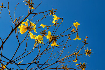 Fototapeta na wymiar Árvore com flor amarela, Ipê tabebuia e céu azul