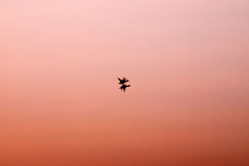 Fototapeta na wymiar Abstract nature. Flying blur birds. Sunset sky background. 