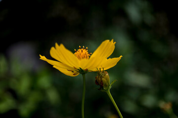 stamens of yellow flower in the greenery of the garden