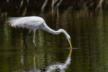 Nature wildlife image of Egret bird on wetland center in Kota Kinabalu, Sabah, Malaysia. Cattle...