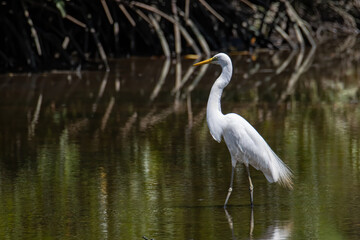 Nature wildlife image of Egret bird on wetland center in Kota Kinabalu, Sabah, Malaysia. Cattle egret bird Chilling