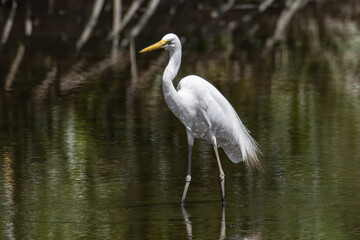 Nature wildlife image of Egret bird on wetland center in Kota Kinabalu, Sabah, Malaysia. Cattle egret bird Chilling