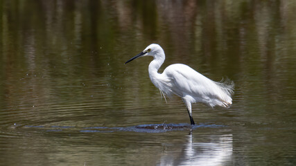 Nature wildlife image of Egret bird on wetland center in Kota Kinabalu, Sabah, Malaysia. Cattle egret bird Chilling