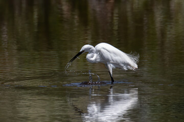 Nature wildlife image of Egret bird on wetland center in Kota Kinabalu, Sabah, Malaysia. Cattle egret bird Chilling
