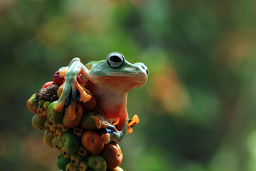 Javan tree frog front view on orange fruit, Flying frog sitting on fruit, rachophorus reinwardtii