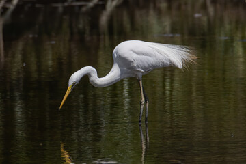Nature wildlife image of Egret bird on wetland center in Kota Kinabalu, Sabah, Malaysia. Cattle egret bird Chilling