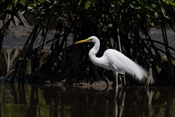 Nature wildlife image of Egret bird on wetland center in Kota Kinabalu, Sabah, Malaysia. Cattle...