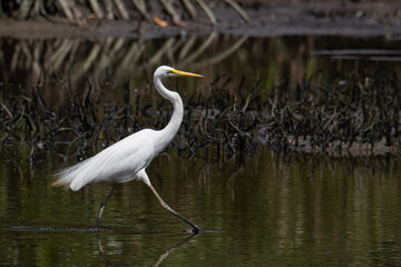 Nature wildlife image of Egret bird on wetland center in Kota Kinabalu, Sabah, Malaysia. Cattle egret bird Chilling