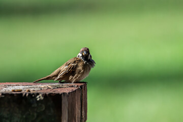Meadow pipit bird with beautiful nature background