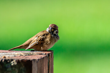 Meadow pipit bird with beautiful nature background