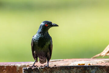 Asian Glossy Starlings bird standing with nature green background