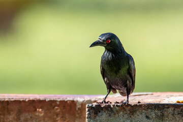 Asian Glossy Starlings bird standing with nature green background