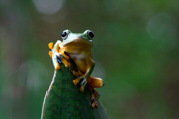 Fototapeta premium Javan tree frog front view on green leaves