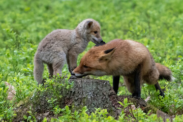 Cute Red Fox, Vulpes vulpes in fall forest. Beautiful animal in the nature habitat. Wildlife scene from the wild nature. Red fox running in orange autumn leaves